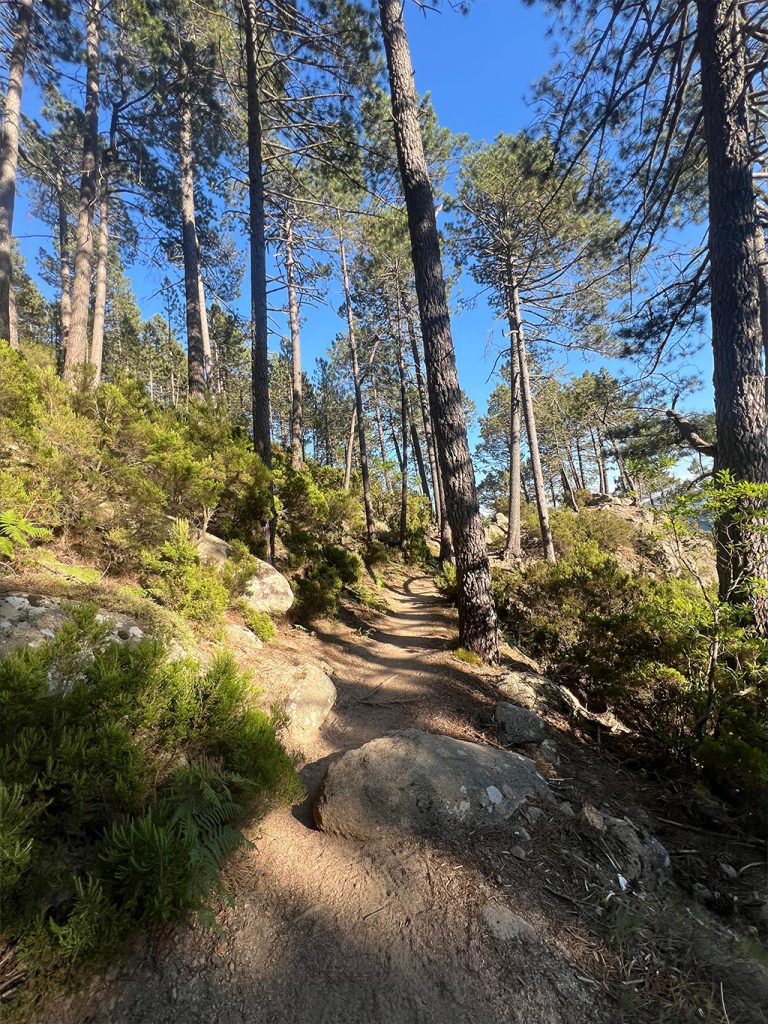 Sentier de randonnée en forêt bordé de pins et de rochers, parcours nature pour coaching sportif et mental